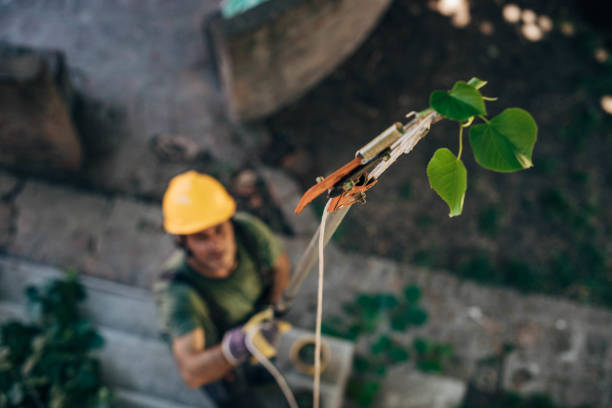 Best Tree Branch Trimming  in Pleasant Grove, UT